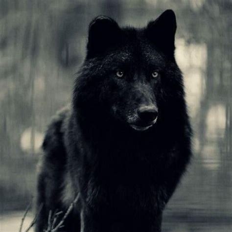 Loup Noir .